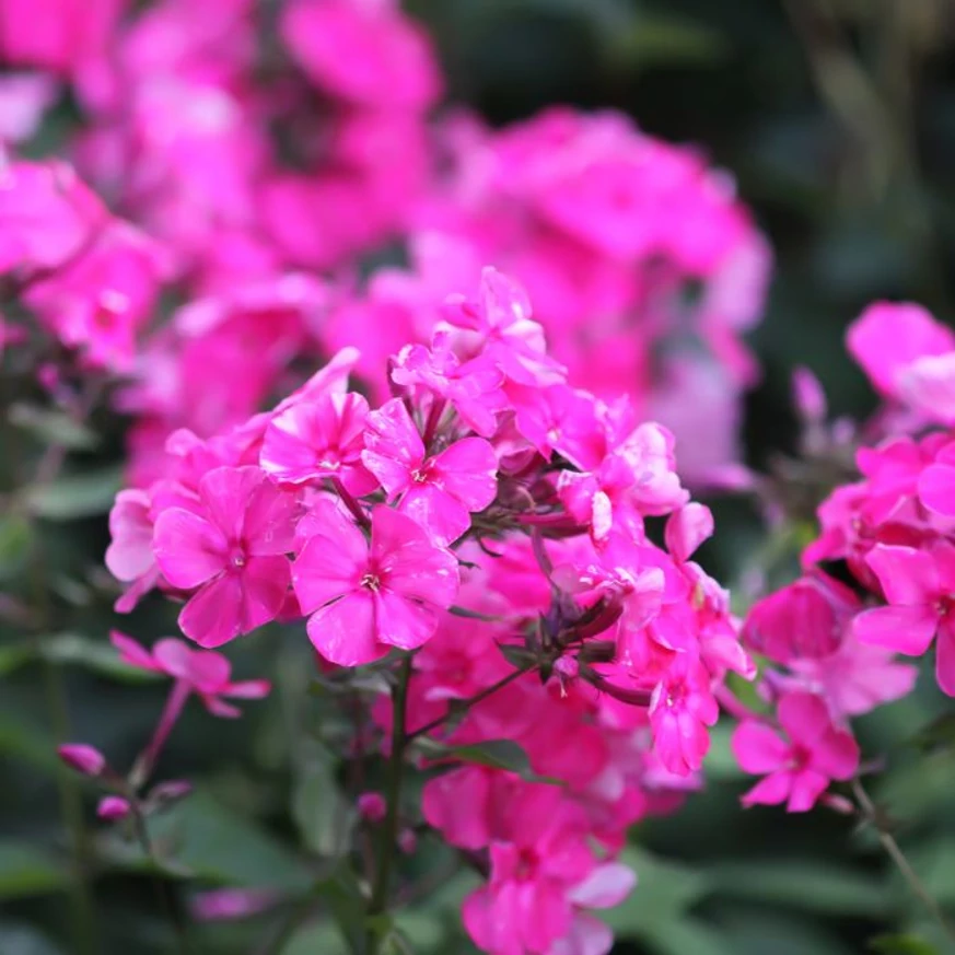Phlox paniculata CS14 - Brumărele cu flori roz