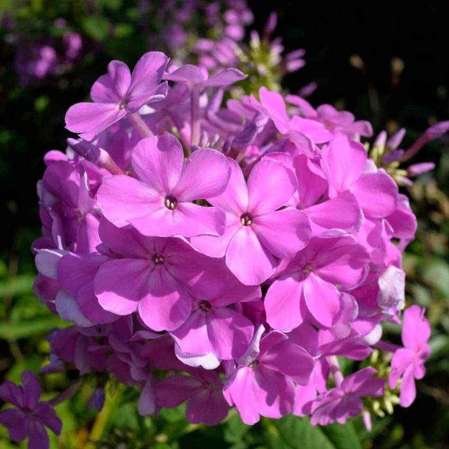 Phlox paniculata CS14 - Brumărele cu flori roz