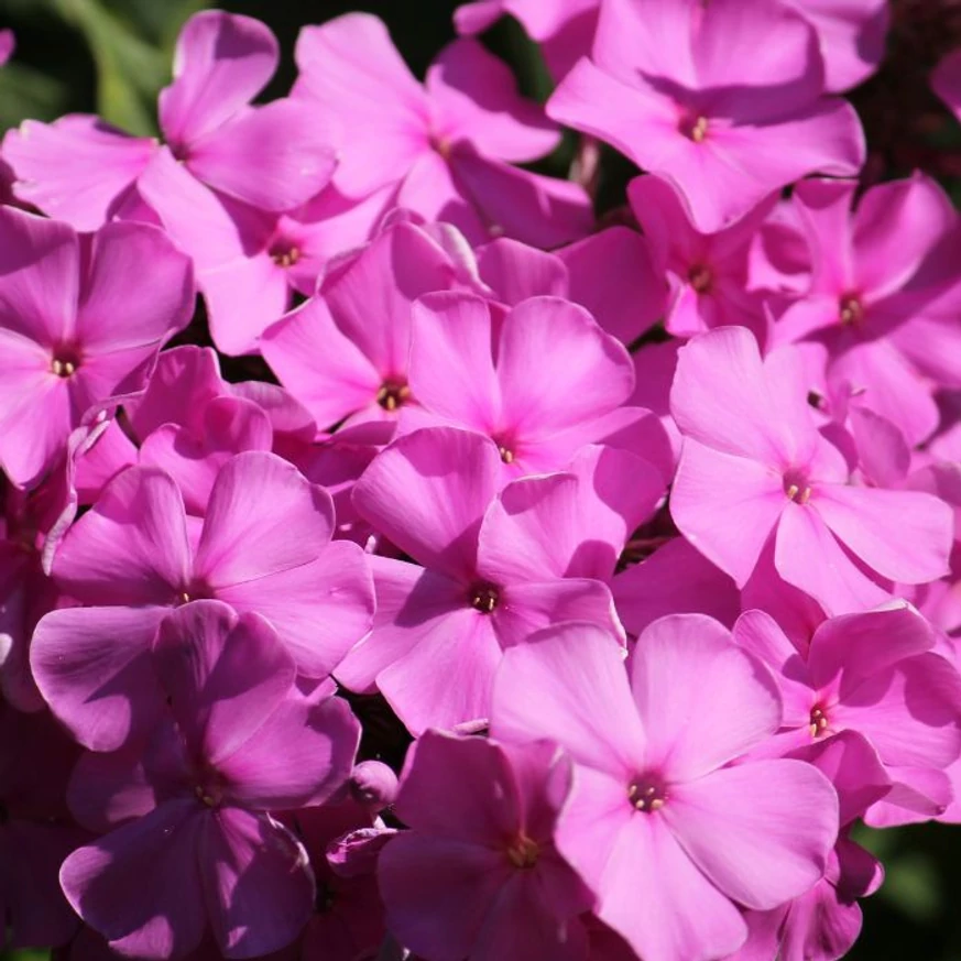 Phlox paniculata CS14 - Brumărele cu flori roz