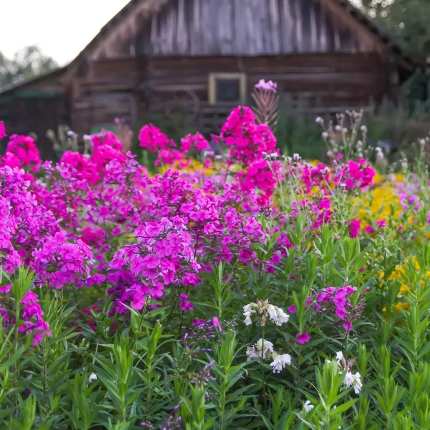 Phlox paniculata CS14 - Brumărele cu flori roz