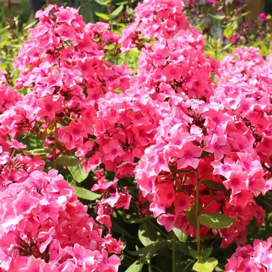 Florile brumărelei înalte apar la capătul tulpinilor. 