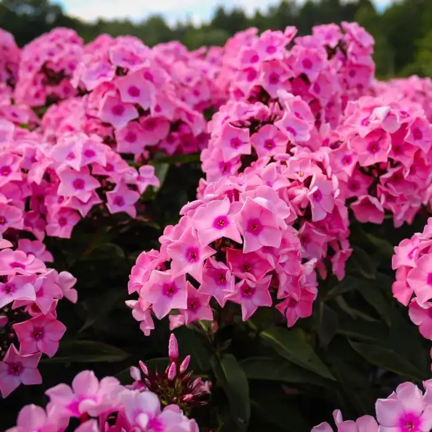 Phlox paniculata Sweet Summer Dream plantată în grupuri crează un val de flori roz. 