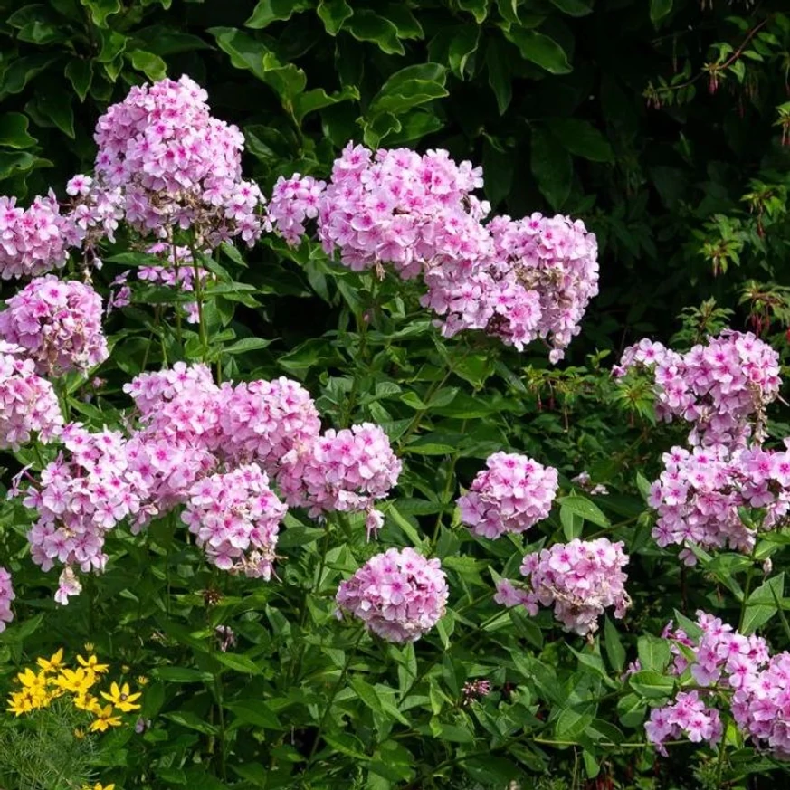 Phlox paniculata este o plantă înaltă, cu o lungă perioadă de înflorire. 