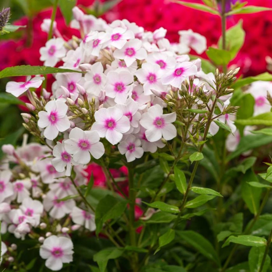 Phlox paniculata Europa în timpul înfloririi. 