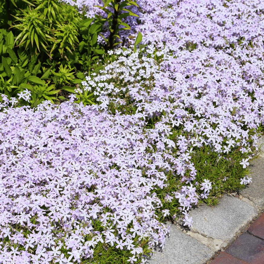 Phlox subulata funcționează excelent și ca plantă de bordură. 