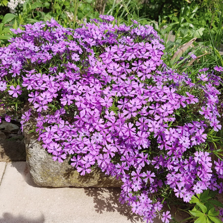 Phlox subulata se simte bine și într-un ghiveci. 