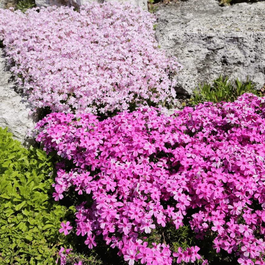 Phlox subulata decorează minunat într-un strat peren. 