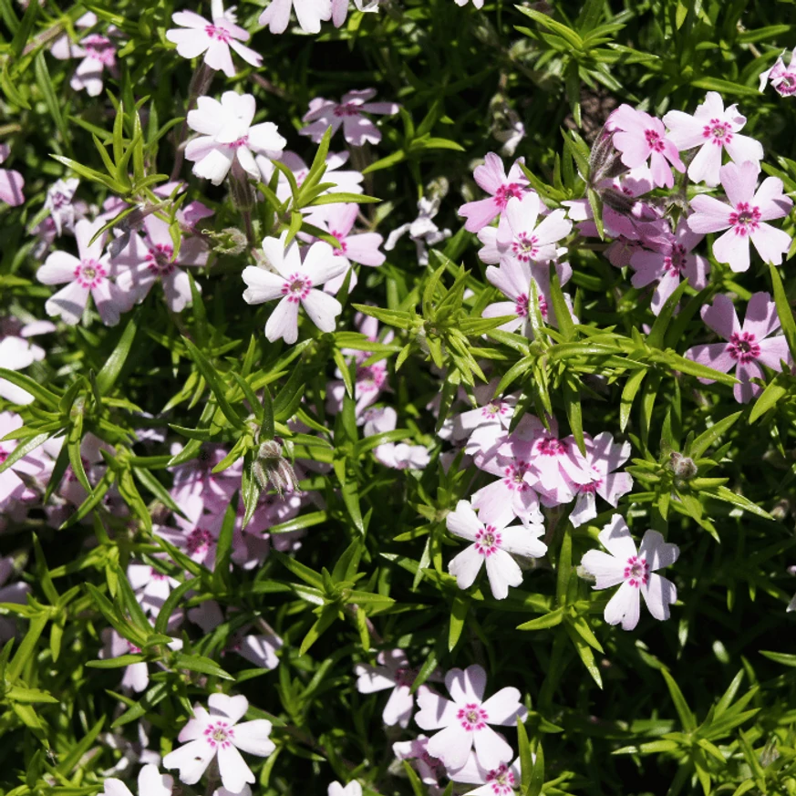 Phlox subulata Coral eye acoperitor de sol. 