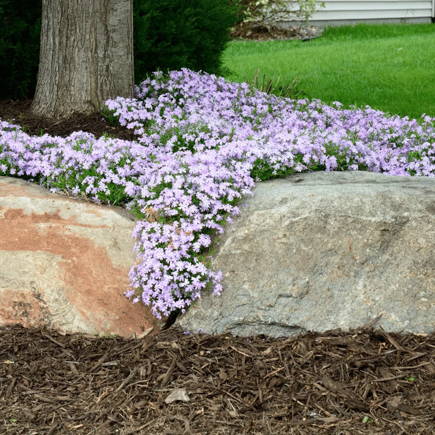 Din Phlox subulata se poate forma o pată de culoare minunată. 