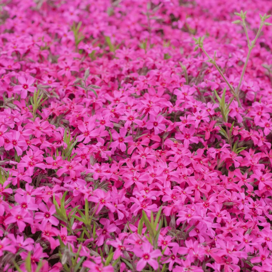 Phlox subulata - Brumărele roz