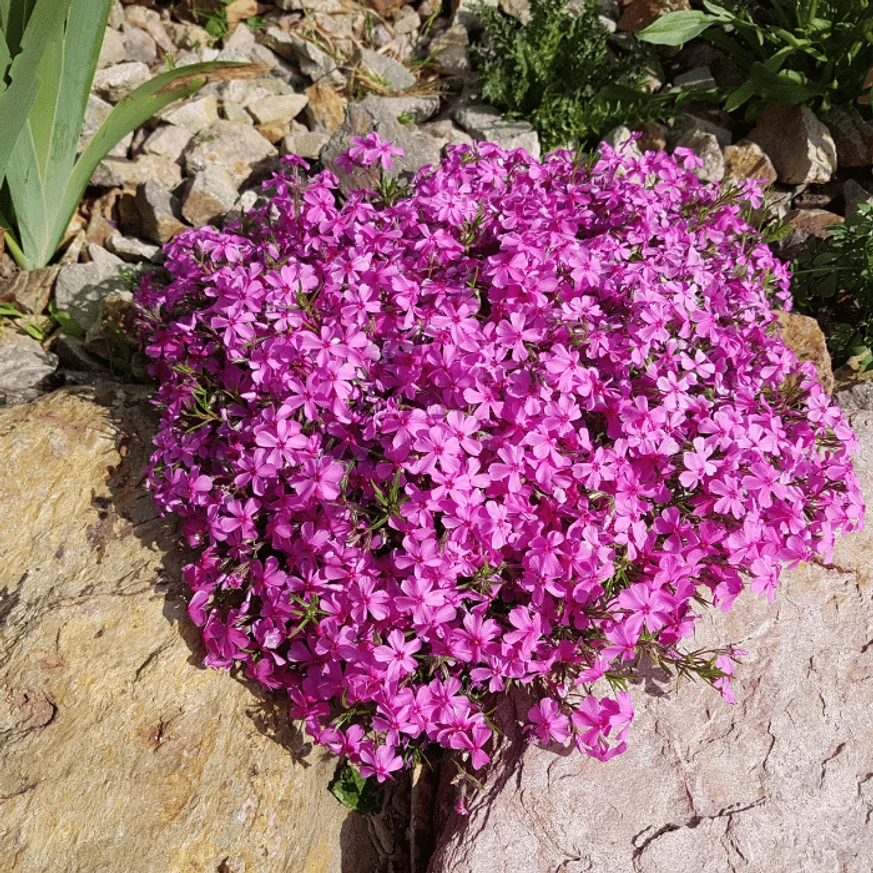 Phlox subulata - Brumărele roz