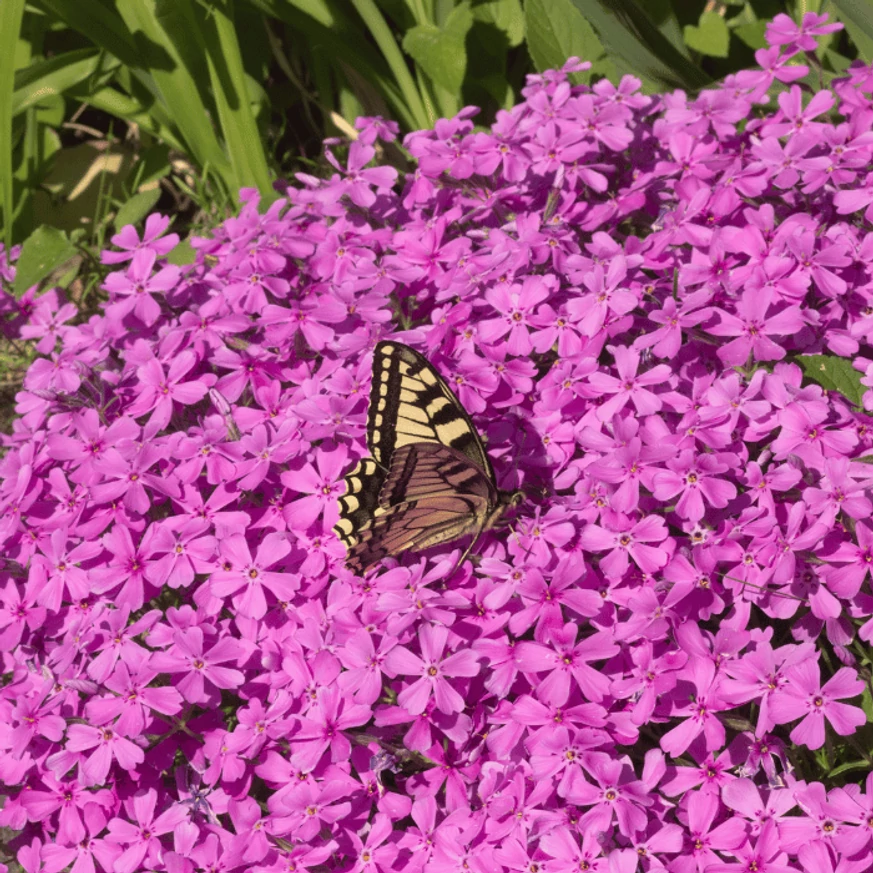 Phlox subulata - Brumărele roz