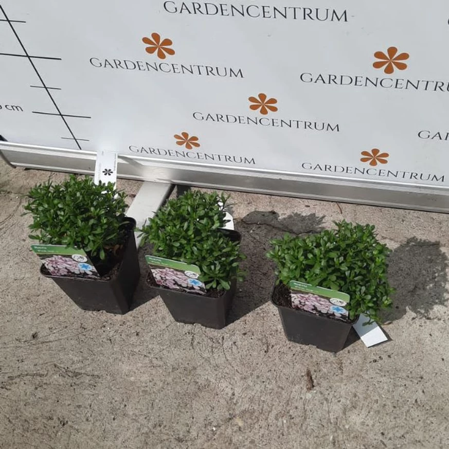 Frunzișul verde a lilicelului roz la începutul lunii septembrie. 