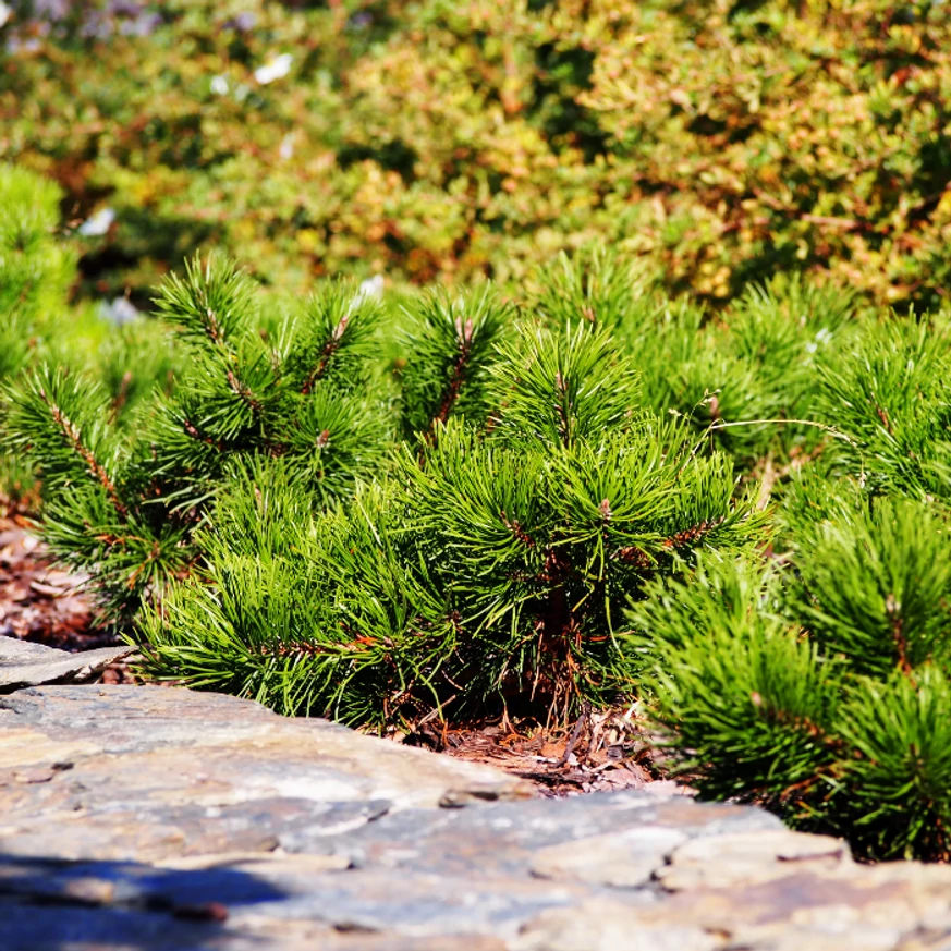 Pin de munte în amenajarea unui strat de plante ornamentale.