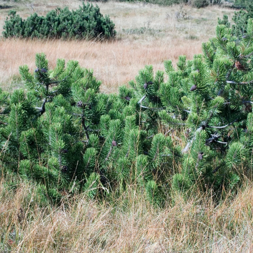 Pinus mugo în habitatul său natural.