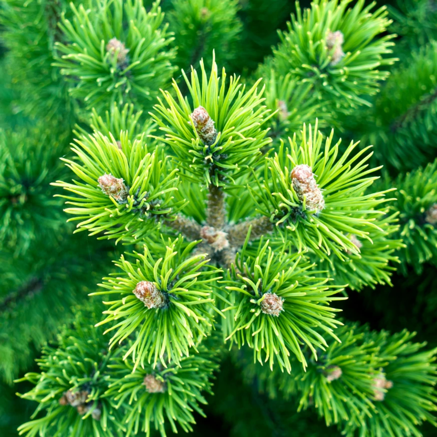 Frumusețea lăstarilor de Pinus mugo.
