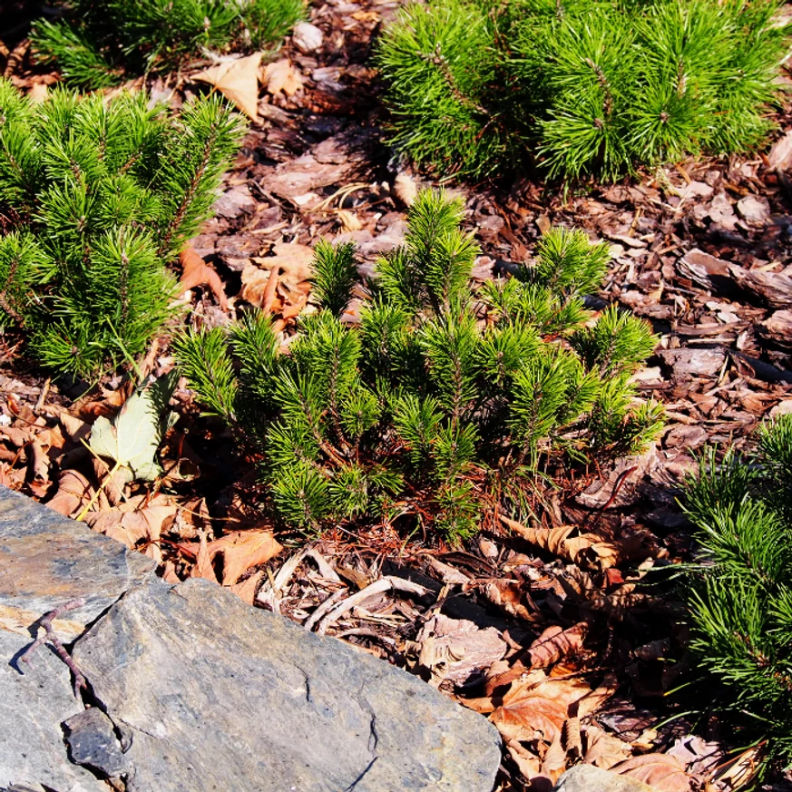 Pinus mugo plantat într-un strat de plante veșnic verzi.