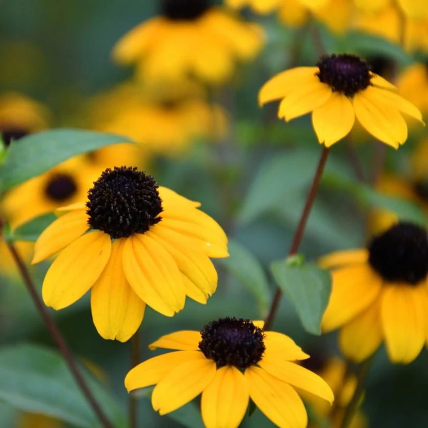 Rudbeckia triloba CS9 - Floarea ochiului negru