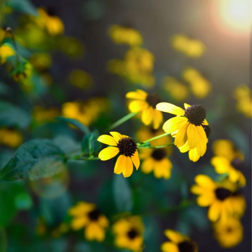 Rudbeckia triloba CS9 - Floarea ochiului negru