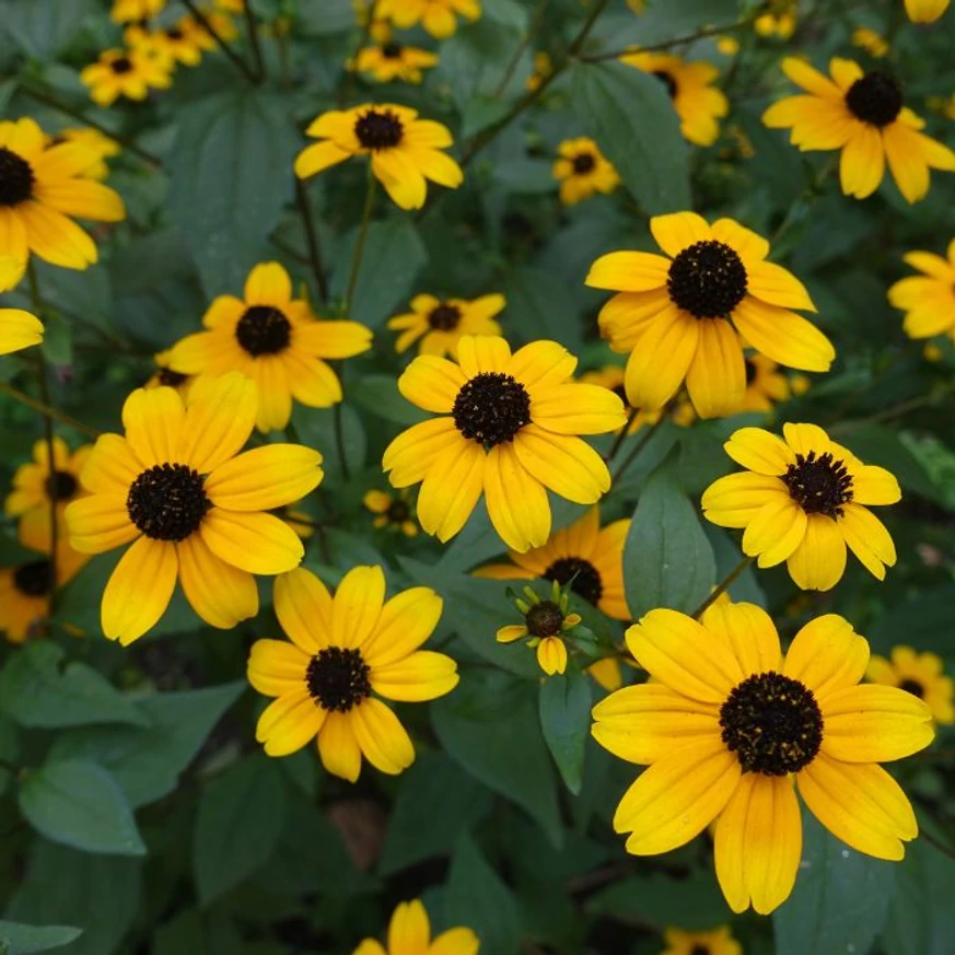 Rudbeckia triloba CS9 - Floarea ochiului negru