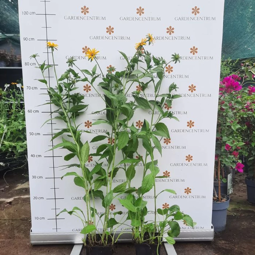 Rudbeckia în luna iulie în pepiniera noastră. 