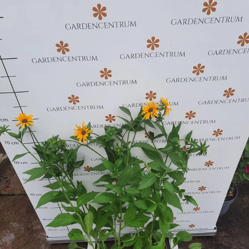 Rudbeckia la începutul înfloririi la Gardencentrum.net. 