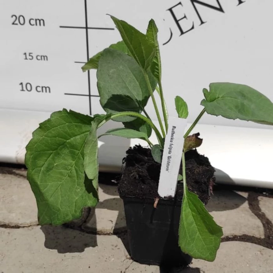 Frunzele plantei Rudbeckia fulgida în luna iulie.