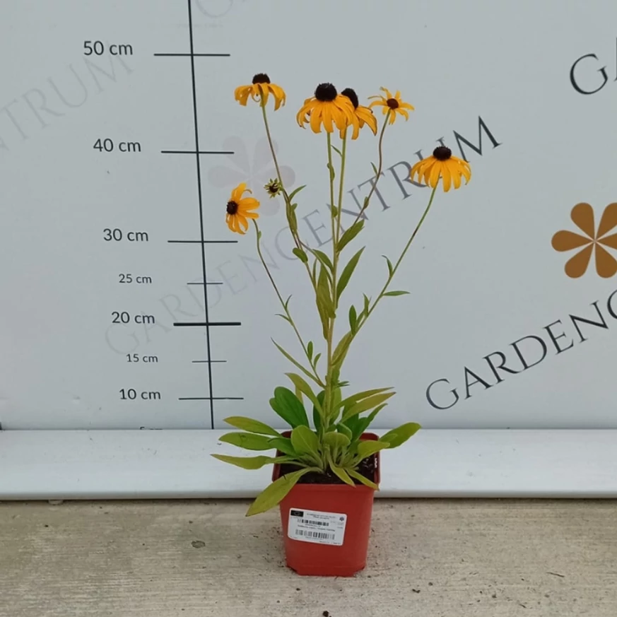 Rudbeckia fulgida în pepiniera noastră în luna august. 