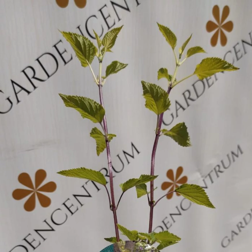 Salvia Amistad