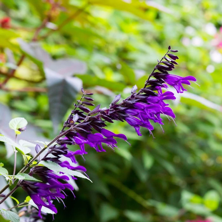 Salvia Amistad