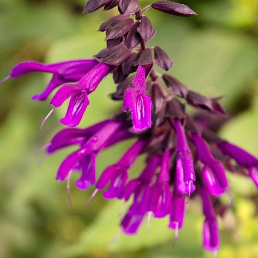 Salvia Amistad