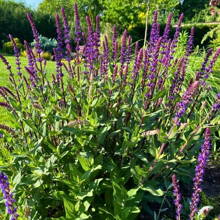 Salvia nemorosa Caradonna - Salvie ornamentală