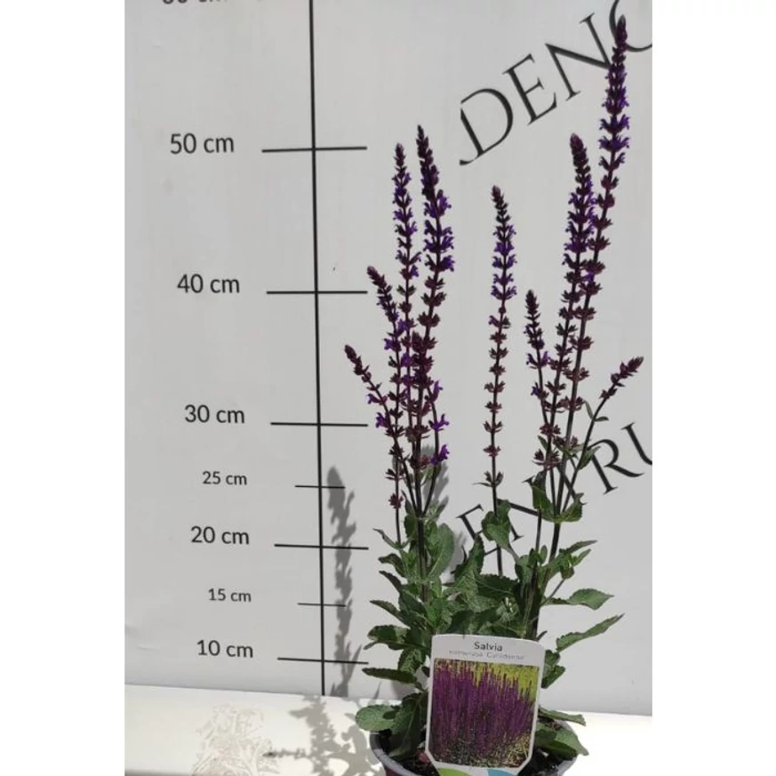 Salvia nemorosa Caradonna - Salvie ornamentală