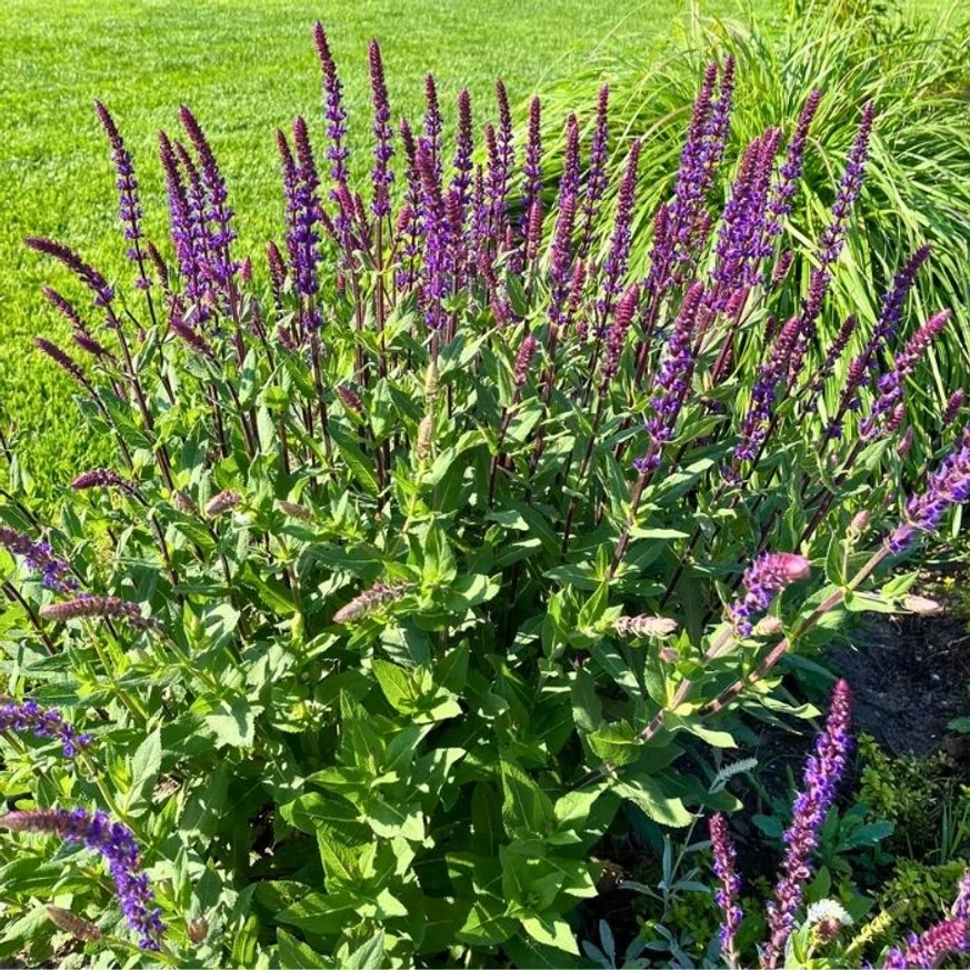 Salvia nemorosa Caradonna - Salvie ornamentală