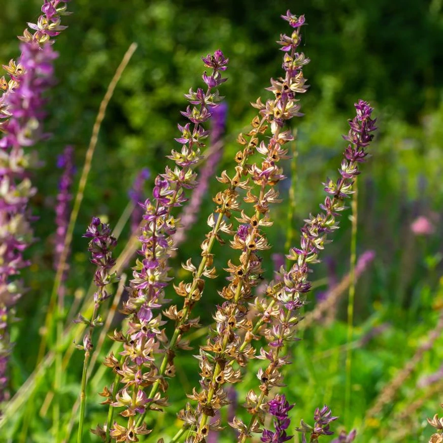 Salvia ornamentală crează atmosfera unei pajiște în grădină. 