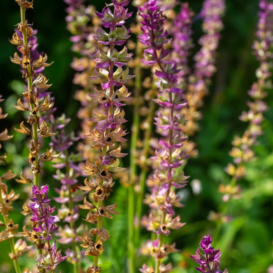 Salvia nemorosa va atrage insectele polenizatoare în grădina ta. 
