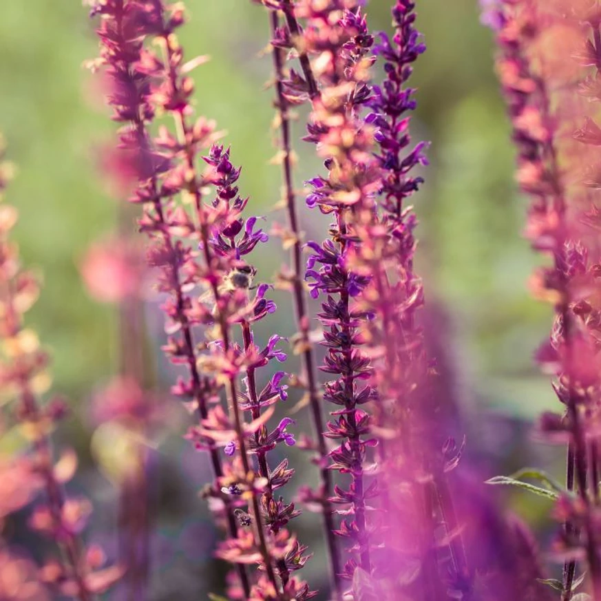 Salvia nemorosa Rose Marvel decorează cu inflorescențe roz în timpul verii. 