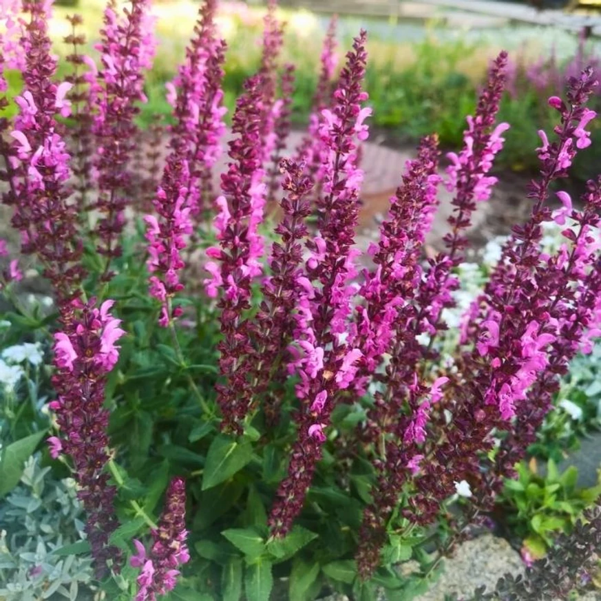 Salvia nemorosa poate crea o pată de culoare plăcută într-un strat de flori. 
