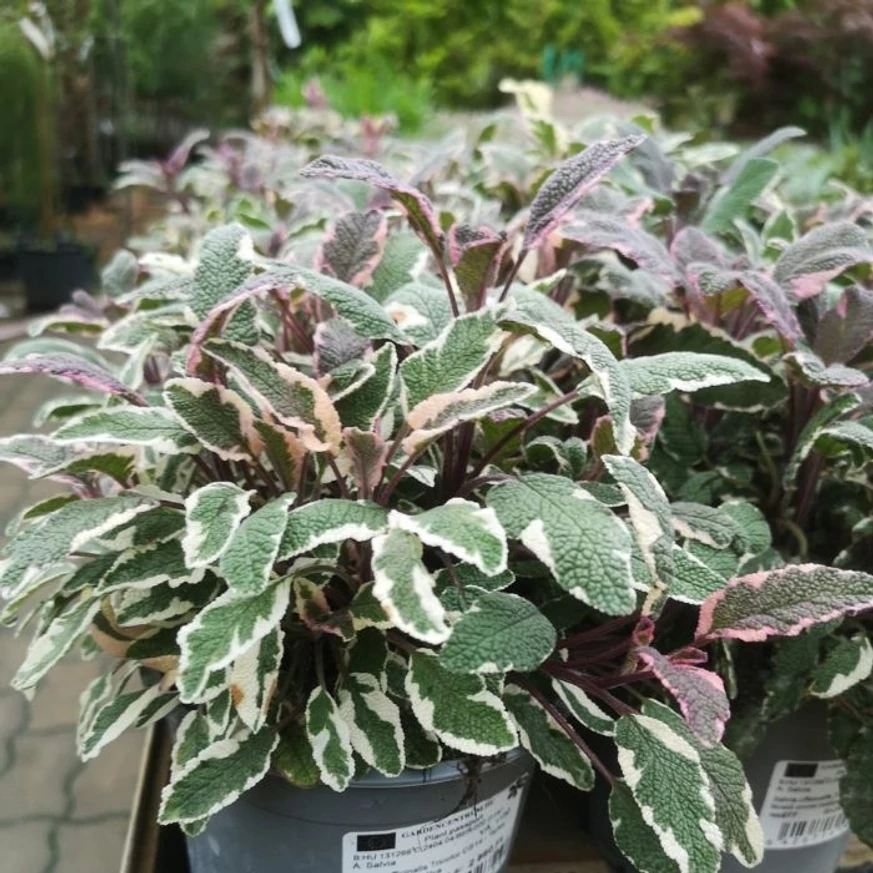 Salvia officinalis în luna aprilie la Gardencentrum.