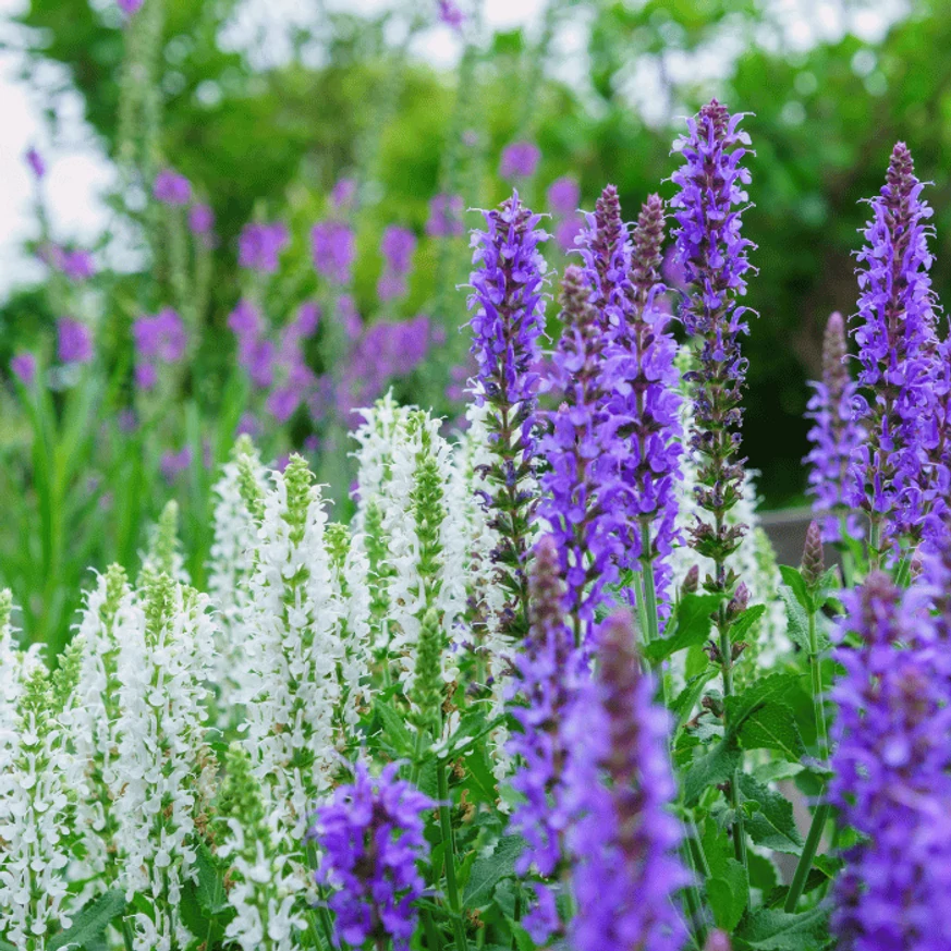 Înflorirea salviei de pădure. 