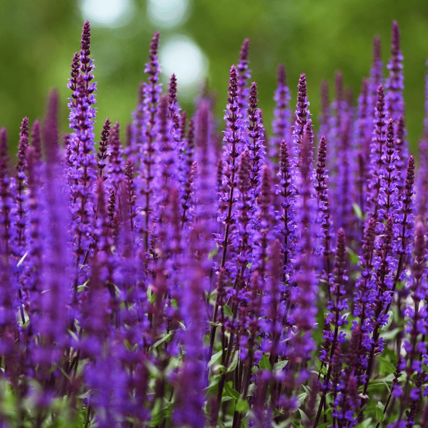 Salvia de pădure Mainacht decorează cu flori albastre. 