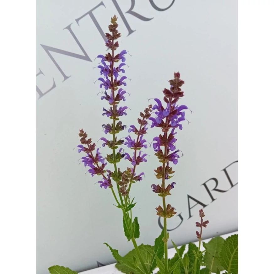 Inflorescențele salviei de pădure. 