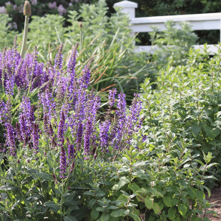 Un strat de flori mixt din care iese în evidență salvia cu florile sale viu colorate. 