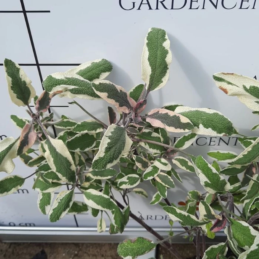 Salvie ornamentală cu frunze pestrițe la Gardencentrum.net. 