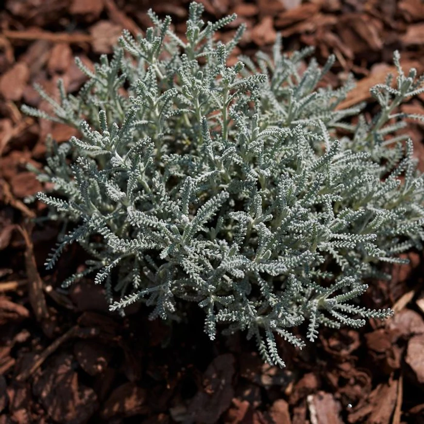 Santolina chamaecyparissus plantată într-un strat acoperit cu mulci. 