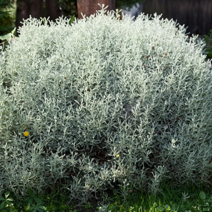 Lemnul Maicii Domnului mai mare, plantat într-un strat. 