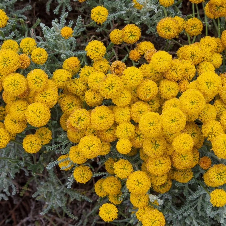 Lemnul Maicii Domnului plin de flori. 