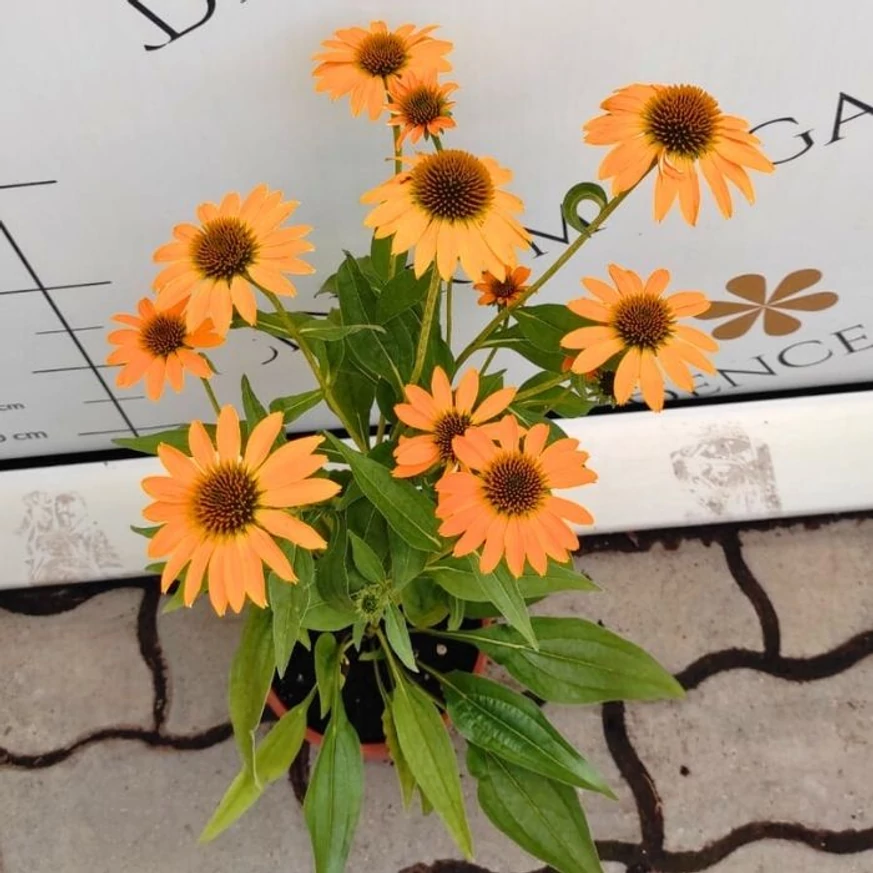 Echinacea sp. - Echinaceea galbenă
