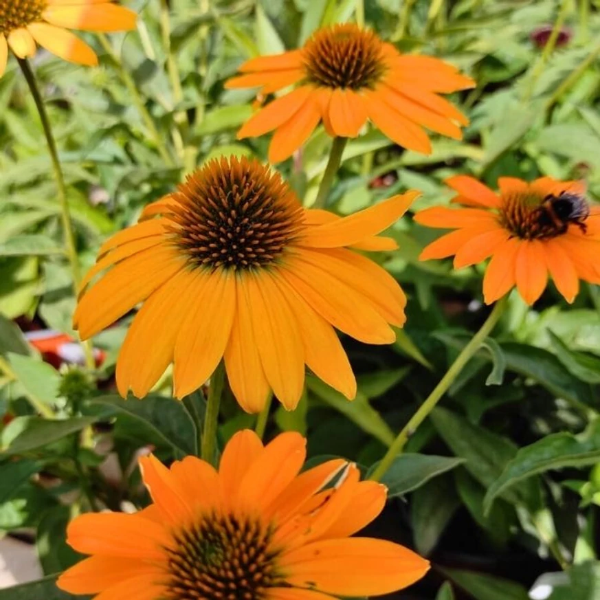 Echinacea sp. - Echinaceea galbenă
