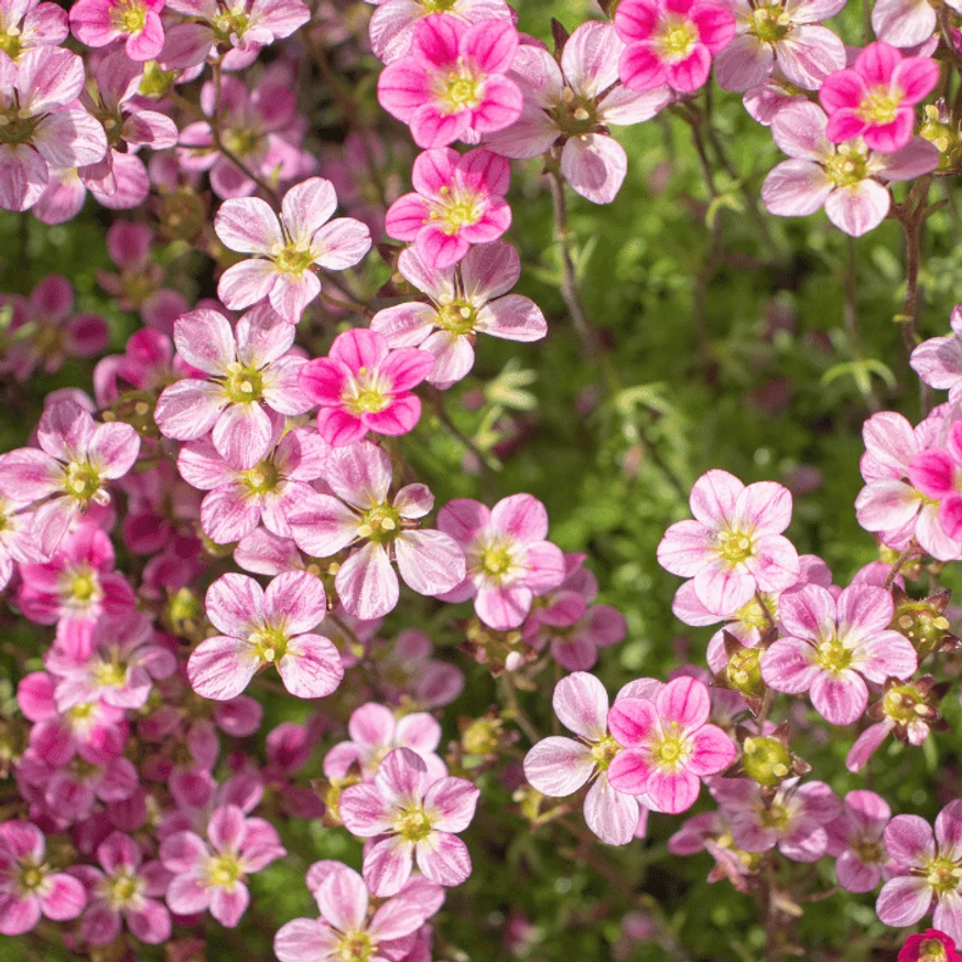 Primăvara florile acoperă întreaga plantă. 